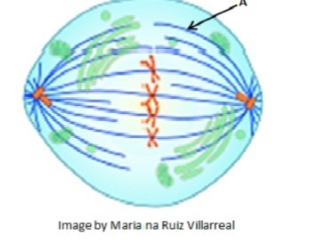 Answer fast for 25 points please be right The diagram shows a phase of mitosis. Which-example-1