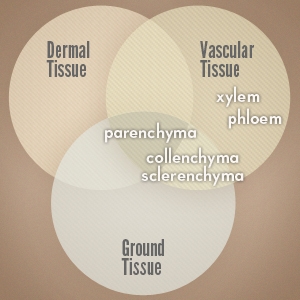 Which of the following correctly describes the relationship depicted in the diagram-example-1