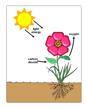 Solar radiation travels through the earth's atmosphere and warms the planet's surface-example-1