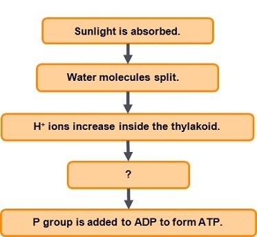 Choose the event that correctly completes the flowchart showing how ATP is formed-example-1