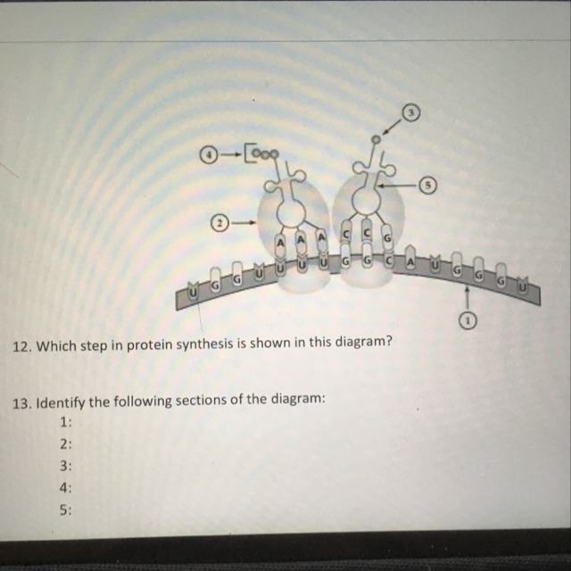 Biology protein synthesis-example-1