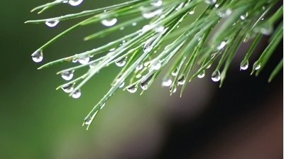 The picture shows water droplets hanging on the tips of pine needles. How do they-example-1