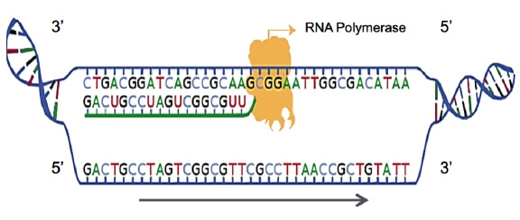 Hurry pls *50 POINTS* The diagram shows one step in the process of protein synthesis-example-1