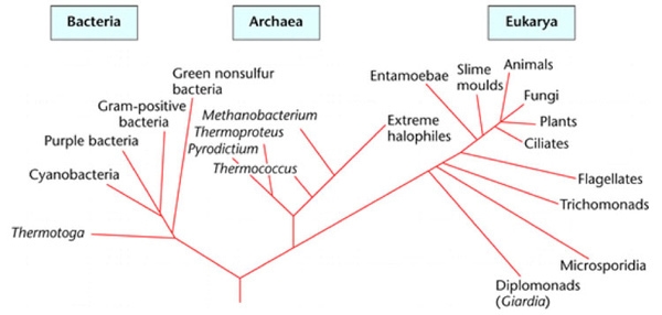 What conclusion about the bacteria domain could be made from the phylogenetic tree-example-1