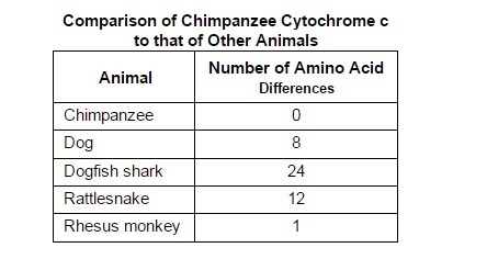 Explain how the data in the table can be used to determine possible evolutionary relationships-example-1