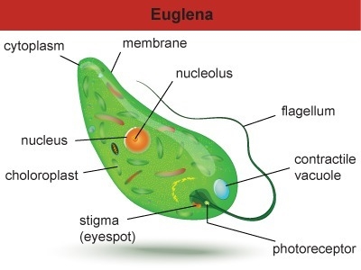 Euglenas are single-celled organisms. What can you confirm about euglenas from this-example-1