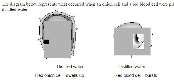 "The best explanation for why the onion cells do not burst, while red blood cells-example-1