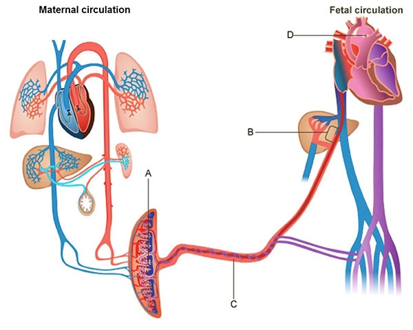 Based on the diagram above, which of the following describes the role of organ A? A-example-1