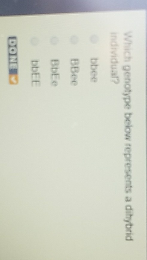 Which genotype below represents a dihybrid individual? A:bbee B:BBee C:BbEe D:bbEE-example-1