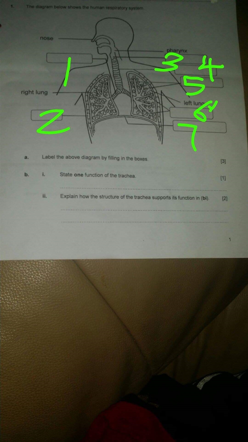 Help Me With This Question Page 1 1. The Diagram Below Shows The Human Respiratory-example-1