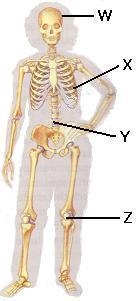 The structure that protects and encases the lungs and heart of a human is shown labeled-example-1