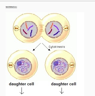 The diagram shows a cell completing mitosis and cytokinesis. Which stage of the cell-example-1