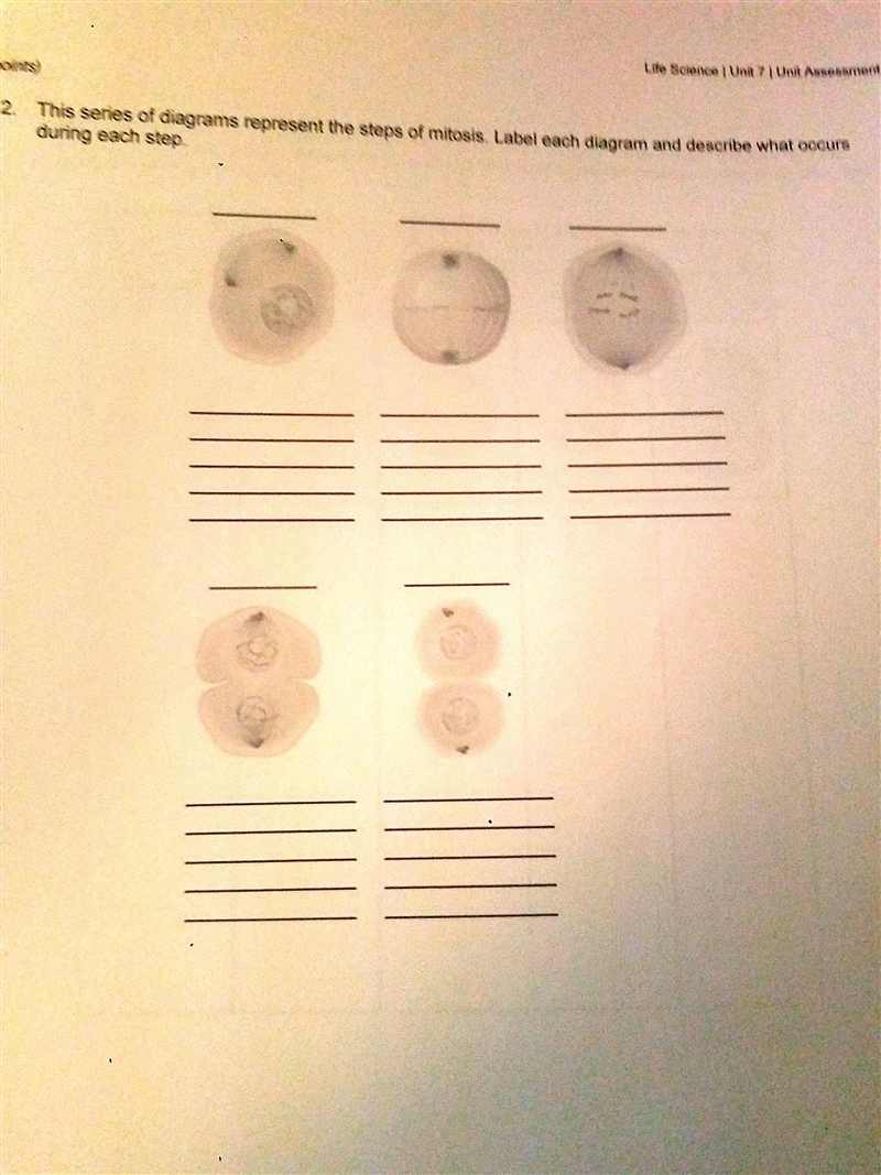 This series of diagrams represent the steps of mitosis. Label each diagram and describe-example-1