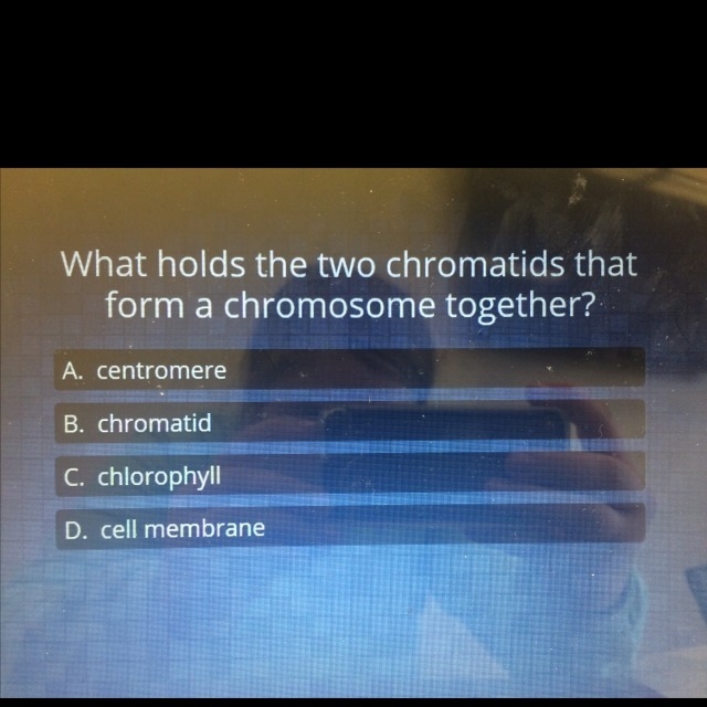 What holds the 2 chromatids that form a chromosome together ?-example-1