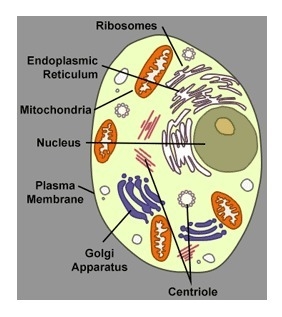 An animal cell: the human body. Different but also alike. Your blood vessels, veins-example-1