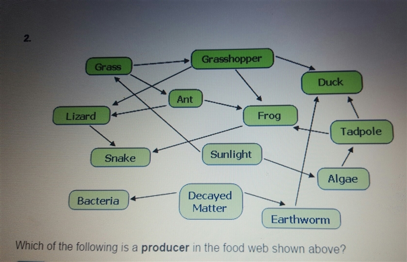 Which of the following is a producer in the food web shown above? A. grass B. snake-example-1