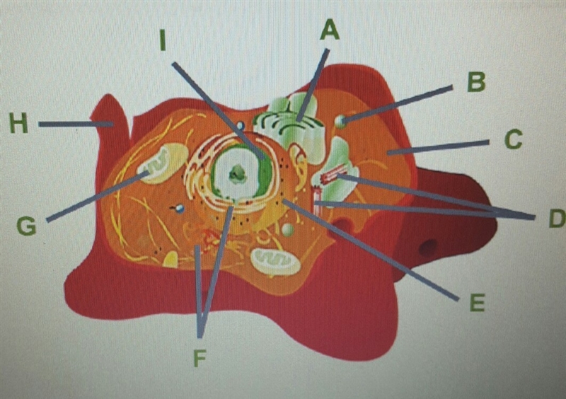 Consider the animal cell. Which organelle is labeled I and H?-example-1