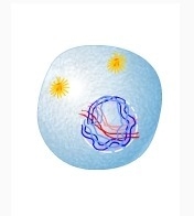 Which Phase Of Cell Division Is Shown? A. Prophase B. Anaphase C. Metaphase D. Telophase-example-1