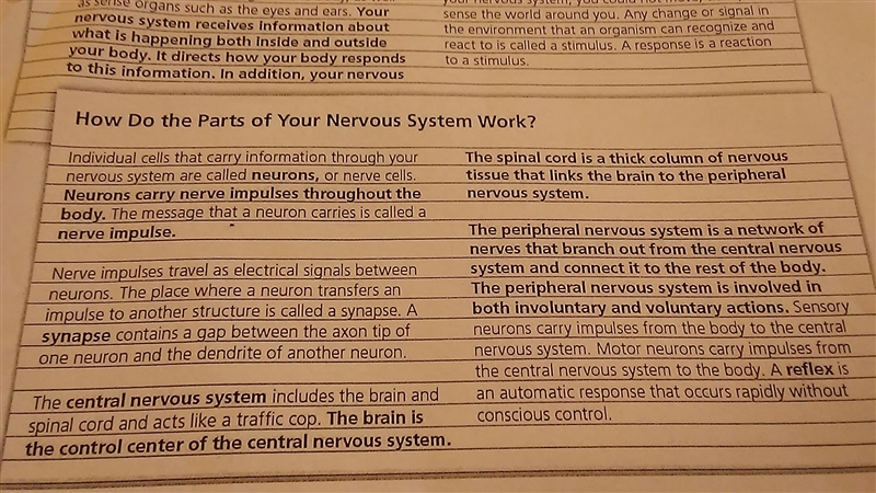 What is the structure of a neuron-example-1