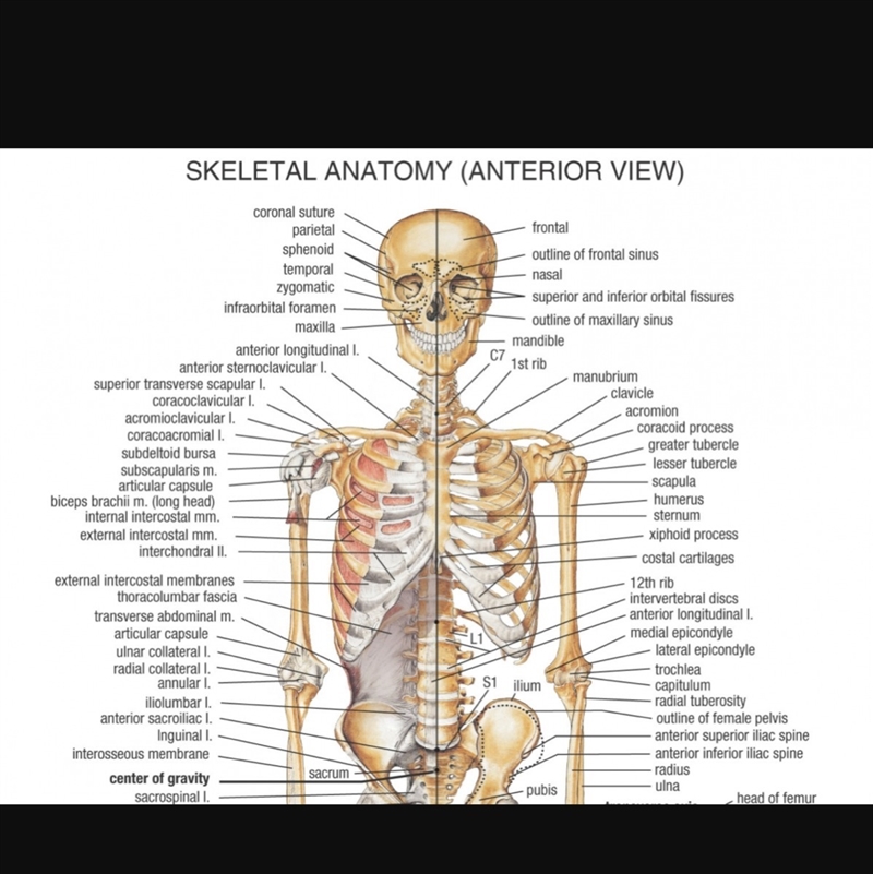 How to assemble a skeleton-example-1