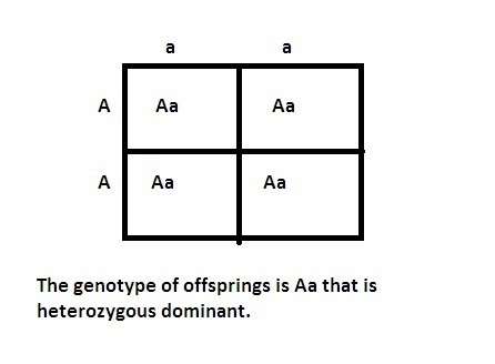 Start with the P generation with the following genotypes (AA x aa). Based on classical-example-1