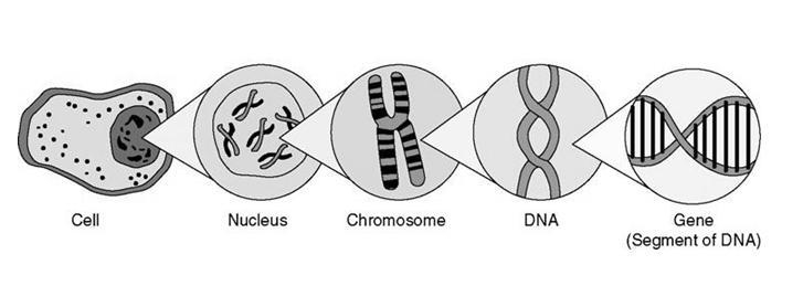 What is the relationship among chromosomes, genes, and DNA? A. Genes read the DNA-example-1