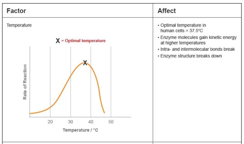 What happens when an enzyme's structure as it exceeds the typical human body temperature-example-1