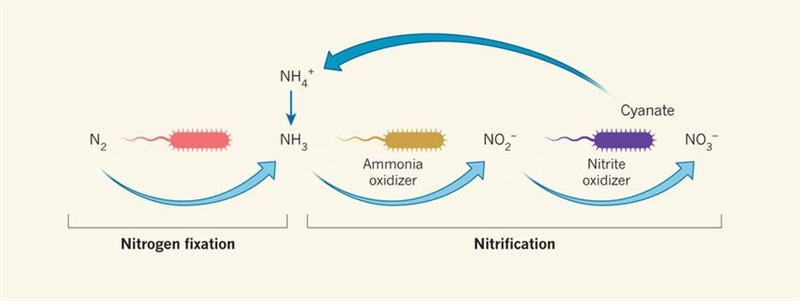 During nitrification, _____. plants create nitrogen compounds nitrogen is added to-example-1