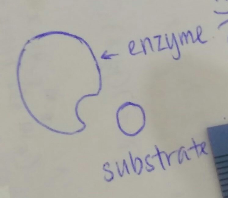 Why do enzymes generally only bind to one type of substrate?-example-1