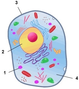 What is structure 2, and how does it help sustain life? A. Structure 2 is a chloroplast-example-1