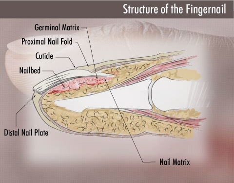 How are nails formed-example-1