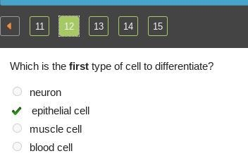 Which is the first type of cell to differentiate? neuron epithelial cell muscle cell-example-1