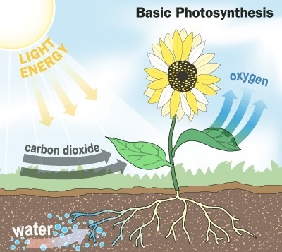 In order for a plant to complete photosynthesis, all of the following need to be present-example-1