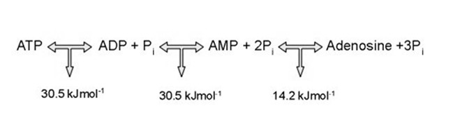 In which way will energy be used after it leaves the mitochondrion during cellular-example-1