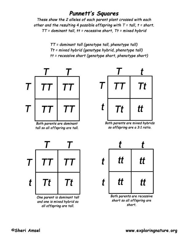 How do you do a genotype ratio for a Punnett square-example-1