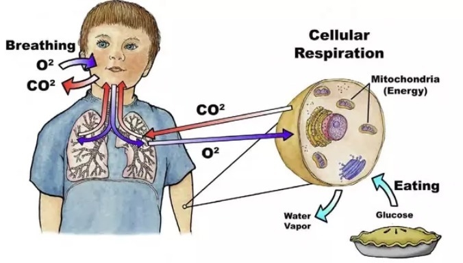 What most accurately describes the process of respiration?-example-1