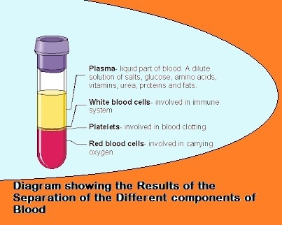 Which of the following shows the part of blood shown in B and describes its functions-example-1