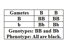 Imagine that you have two black dogs. One is black because it carries two dominant-example-1