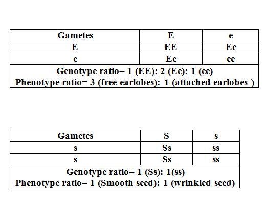 2) Use a Punnett square to help answer the question. In humans, free ear lobes are-example-1