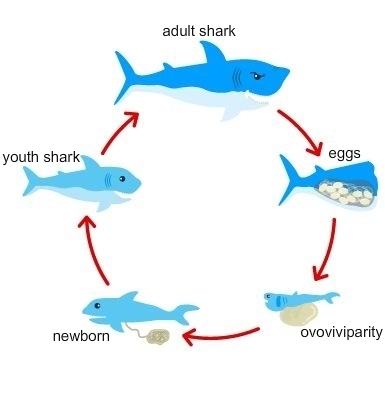 Based on the diagram, what conclusion can you make about the shark’s growth and development-example-1