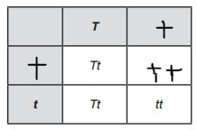 In the Punnett square , what is the ratio of homozygous to heterozygous offspring-example-1