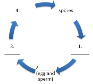 Place the following words into the illustration below: gametes, sporophyte, gametophyte-example-1