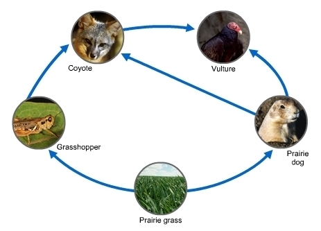 What is likely to happen if the prairie dog population is wiped out? A. The coyote-example-1