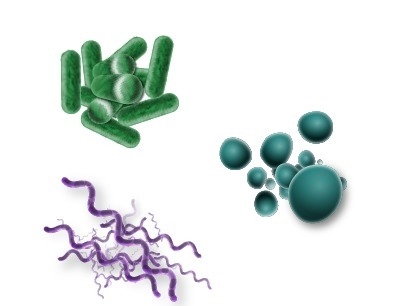 A scientist sketches bacteria observed in different samples. Which question is the-example-1