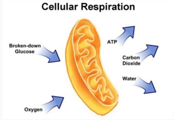 Which part of the cell does this illustration represent?-example-1