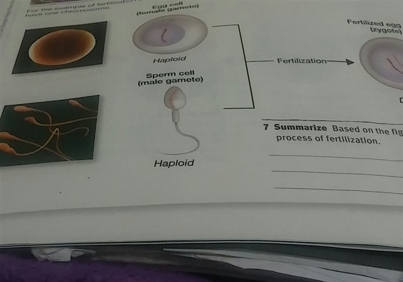 Based on the figure , describe the process of fertillzation?-example-1