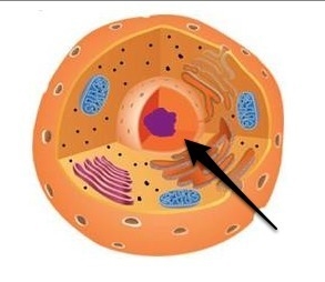 This is where the genetic information is found in a eukaryotic cell? A) nucleus B-example-1