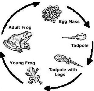 At which stage shown below does the frog use both skin and lungs for gas exchange-example-1