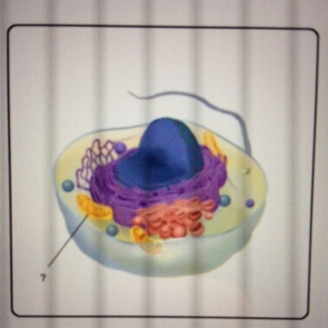 For what cell process is the mitochondria (picture below) responsible? A- Circulation-example-1