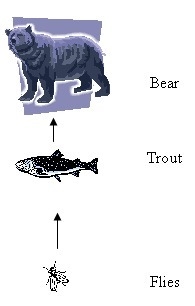 What type of organism is missing from the food chain? A) An organism that would eat-example-1